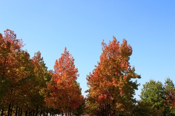 紅葉の時期がやってきた