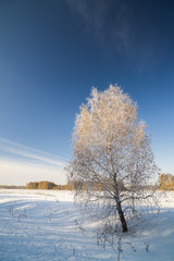 Fototapeta na wymiar Winter landscape with snow covered birch