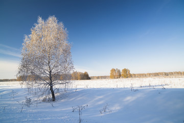 Fototapeta na wymiar Winter landscape with snow covered birch