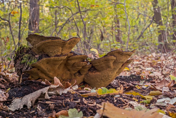 Mushrooms on bunchers tree trunk in autumn
