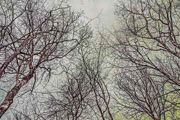 On the sky through the branches - Infrared filter