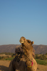 Camel looking in the sun in India