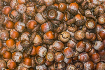 Stack of hazelnuts. Hazelnut background top view