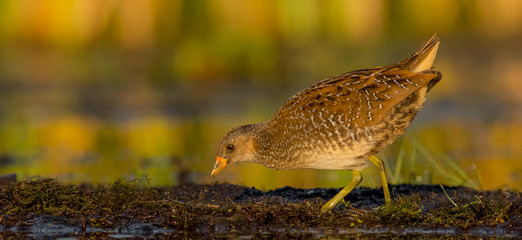 Spotted crake / Porzana porzana