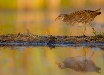 Spotted crake / Porzana porzana