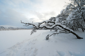 On the bank of the winter lake.Tromso.Norway