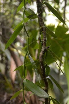 Vanille, Vanillier, Vanilla planifolia, Iles Seychelles