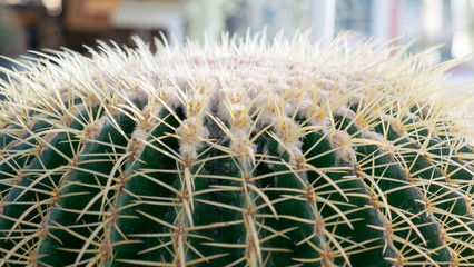 Big cactus