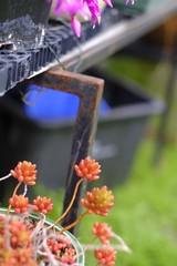 Orange and pink flowers, rust and steel, cobwebs