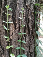 tree and Chinese ivy