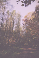 Woodland scene with yellow and brown autumn leaves Vintage Retro