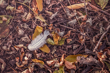 White feather over dry acacia leaves