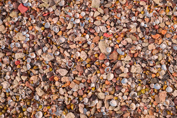 A variety of sea shells on the beach