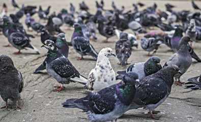 Fototapeta premium Doves group on street