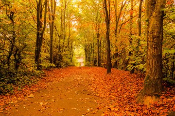 Autumn in Goldsworth Park Woking
