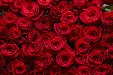 Rose background 