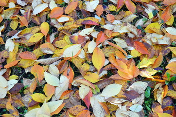 Buntes Herbstlaub