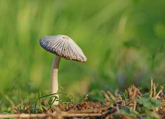 mushroom in the grass