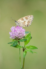 Marbled White, Melanargia galathea