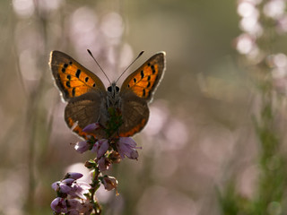 Small copper, Lycaena phlaeas