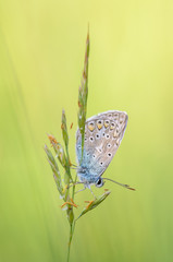 Common blue, Polyommatus icarus