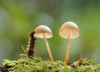 mushrooms mycena with a caterpillar
