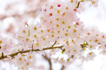 Cherry blossoms in Shiga Japan