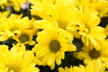 plant in cameron highland, malaysia