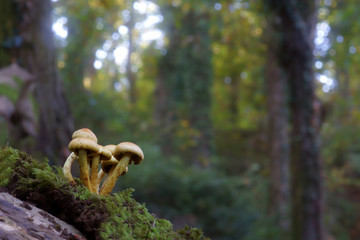 mushrooms velvet pioppini