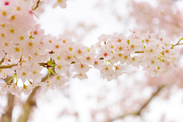 Fototapeta premium Cherry blossoms in Shiga Japan