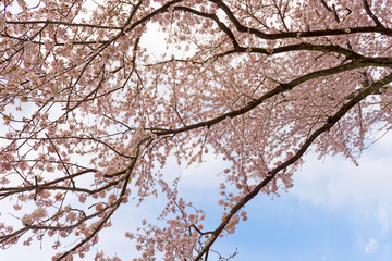 Cherry blossoms in Shiga Japan