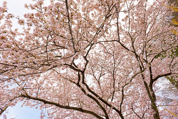 Cherry blossoms in Shiga Japan