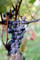 Grapes in Barolo vineyards in Langhe, Piedmont, Italy, in autumn