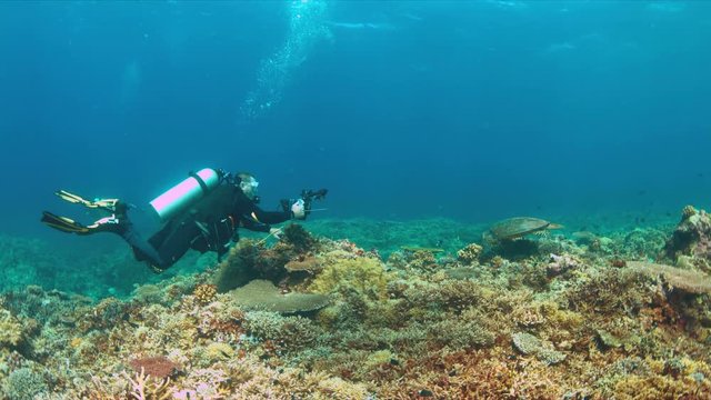 Colorful coral reef with a diver and a Hawksbill Turtle. Videographer 4k footage