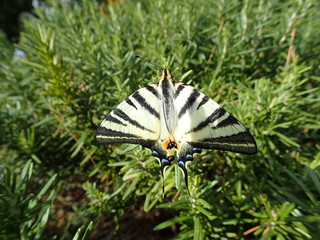 Segelfalter
Schmetterling
Italien
Agrigent
