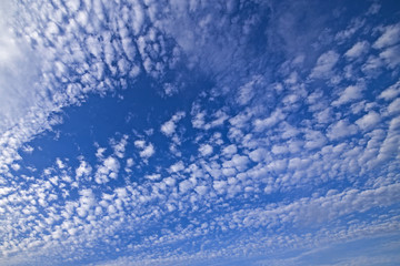 Fototapeta premium いわし雲、