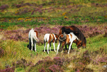 Dartmoor foals