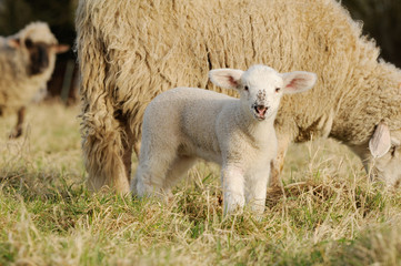 lamb standing on pasture