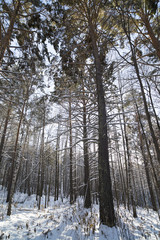 Snowy Siberian forest