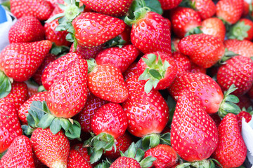fresh strawberry from farm