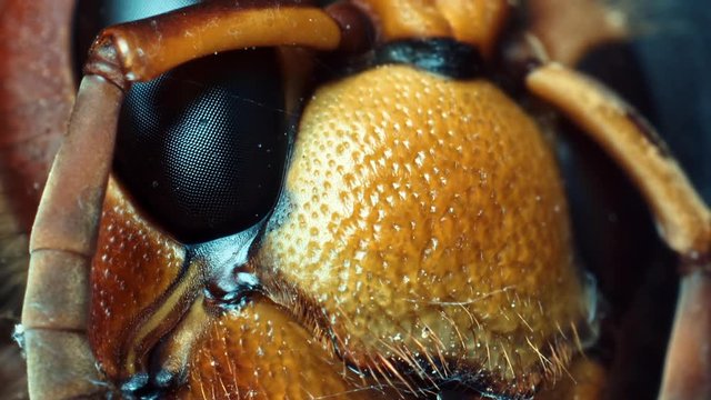 orbital shot of a big dead european hornet vespa crabro