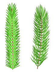 Set of two realistic mesh fir tree branches, isolated on white