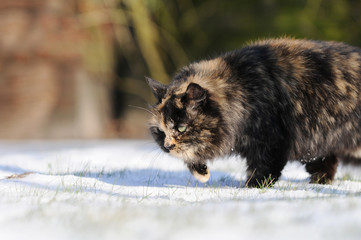 Obraz premium cat running in the snow