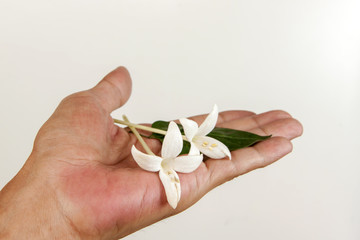 Millingtonia flowers in human hand