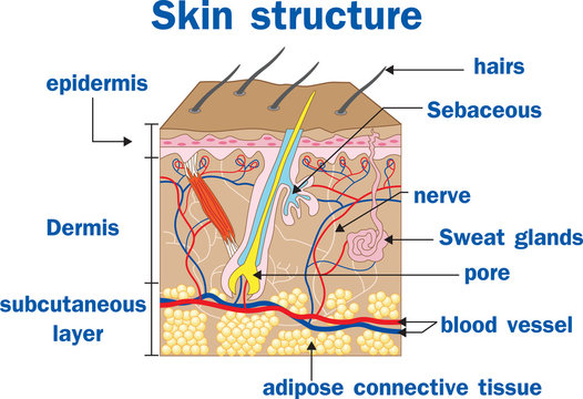Vector illustration of  Skin structure