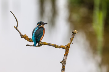 Kingfisher