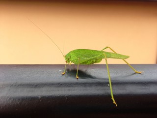Photograph of a grasshopper on a metal fence, outdoors