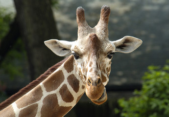 Naklejka premium Giraffe
