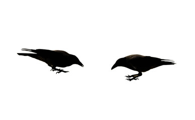 Two black crow on the white background