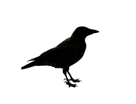 The black silhouette of a crow on the white background